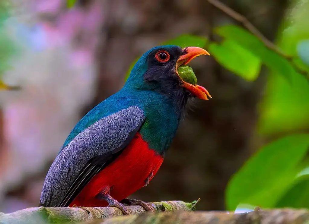 Birding Guatemala: A Nature Enthusiast’s Guide