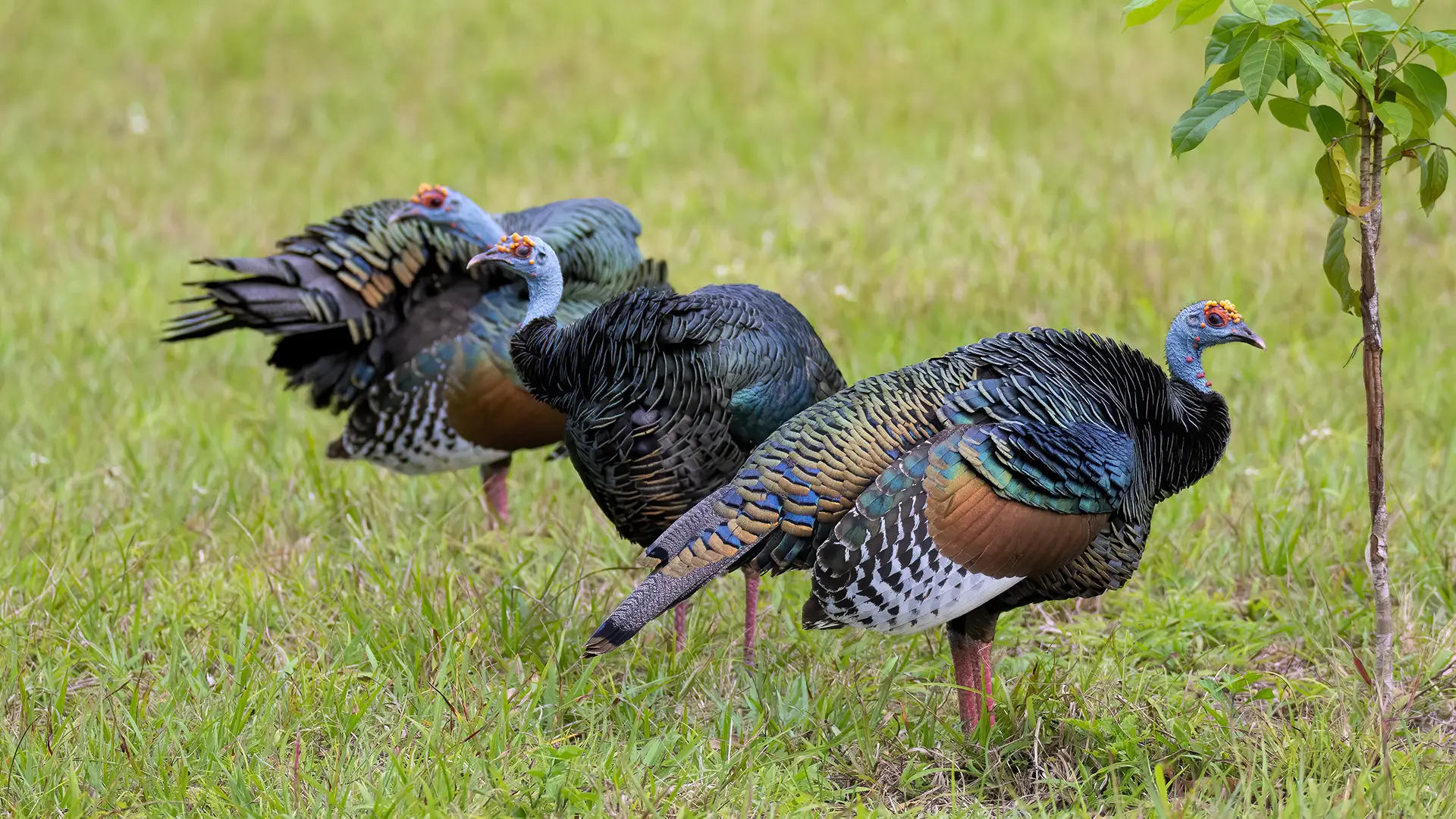 Experience the Rich Wildlife of Guatemala