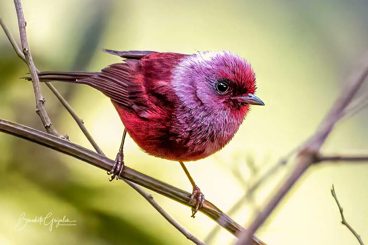 How to Plan Birding Tours Guatemala Easily